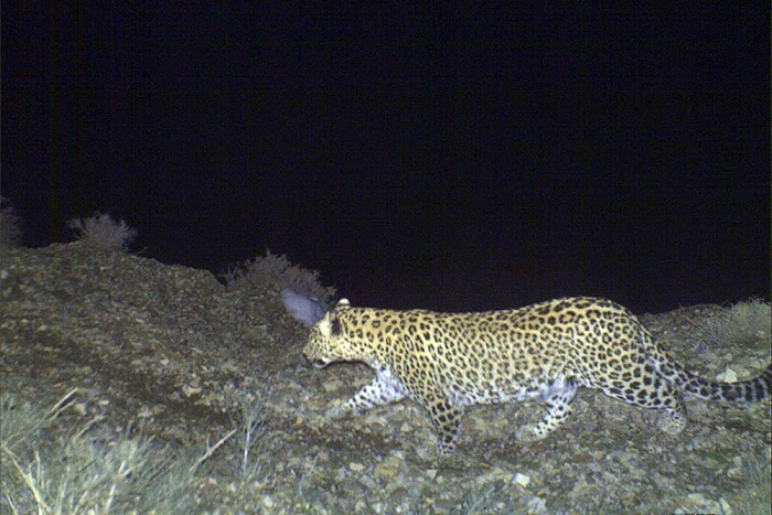 In Nachitschewan neue Leopardenfamilie entdeckt